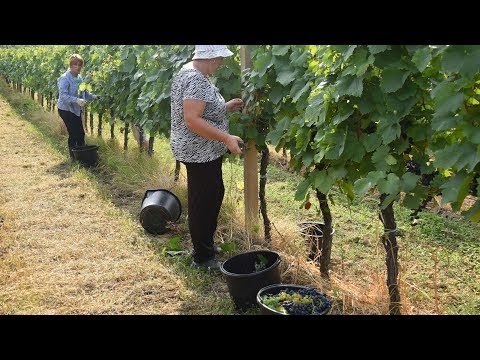 Video: Kako Uštipnuti Grožđe? Letnje Branje Grožđa Sa Nepotrebnih Izdanaka Za Početnike