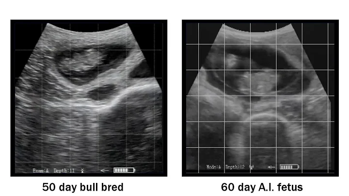ReproScan Ultrasound Training - Separating A.I. Pregnancies from Bull Breds