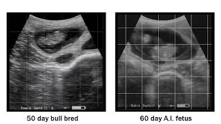 ReproScan Ultrasound Training - Separating A.I. Pregnancies from Bull Breds