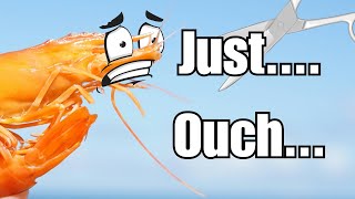 Discover the horrible but necessary truth of shrimp farming