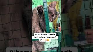 Salfok sama si bolla tak boleh mama nya keluar sikit dah mekik2😿 #cat #videoshorts