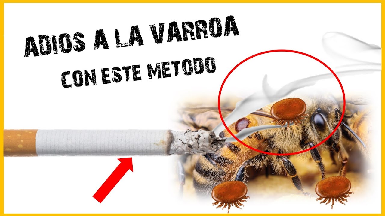 ✅ ASI MANTENGO MIS ABEJAS LIBRES DE VARROA | 👉Control de la Varroa 🐝 #apicultura