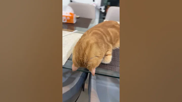 Video 10569851: cats catlover cutecat funnycats, funnycats cats catlovers meowing, kitten cutecat catlover funnycats, talking cats fighting funny