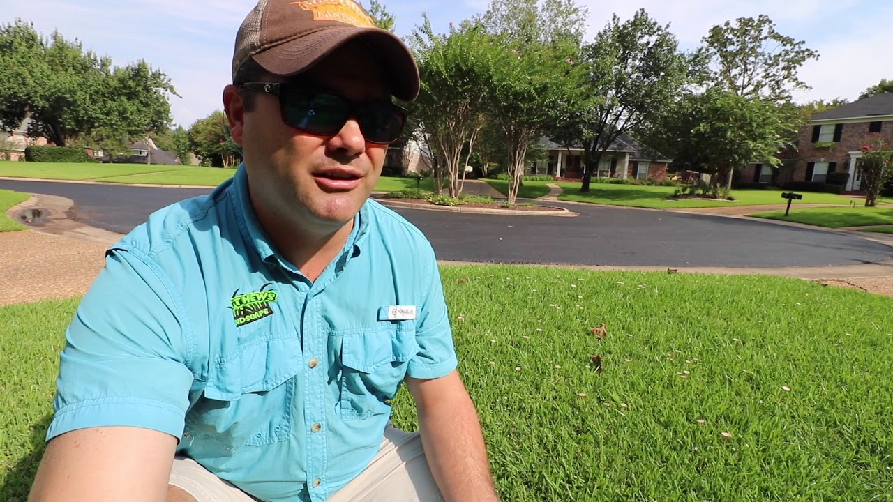 Do You Have Mushrooms Growing in Your Yard? YouTube