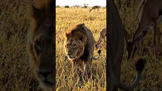 lion hunt dear