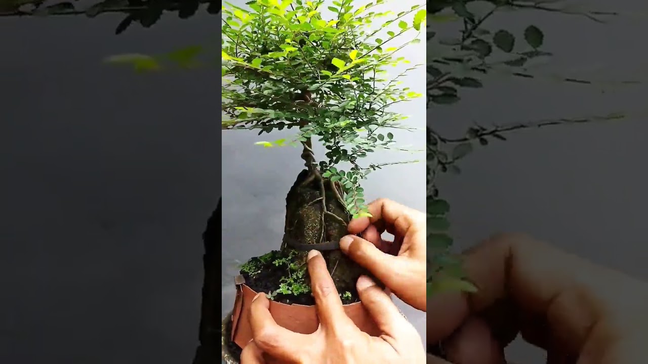 Tips Agar Akar Bonsai Mencengkram Ke Batu II Bonsai On The Rock 