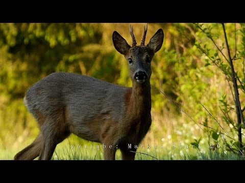 Sommer 2013, 15. Mai , Rehbock - 1080p,