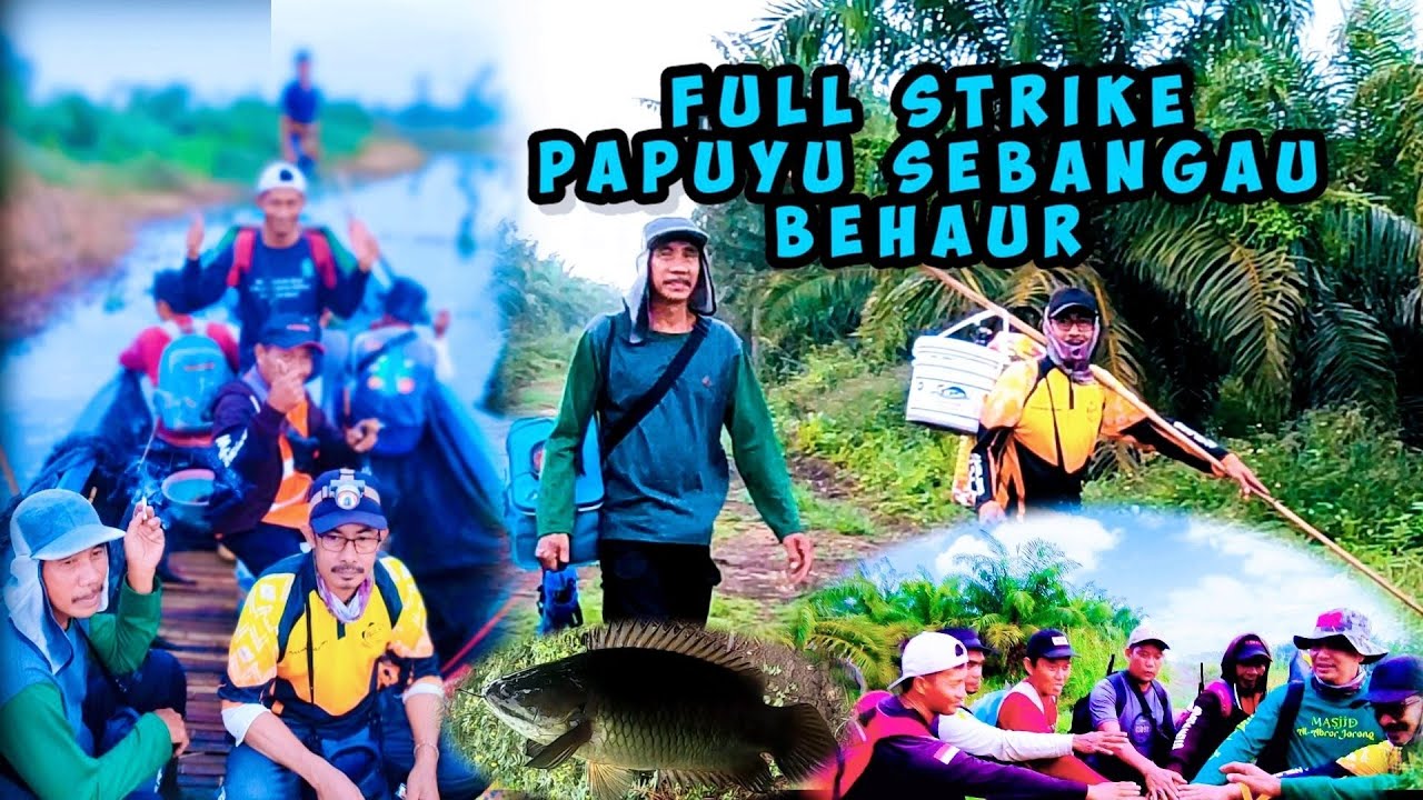 Luar biasa berburu papuyu babon KALTENG full strike
