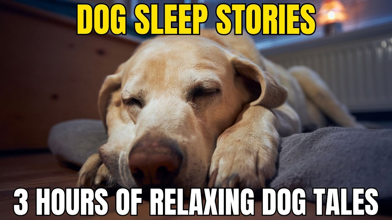 3 Hours of Dog Sleep Stories – Calm, Relaxing Tales to Drift You to Sleep