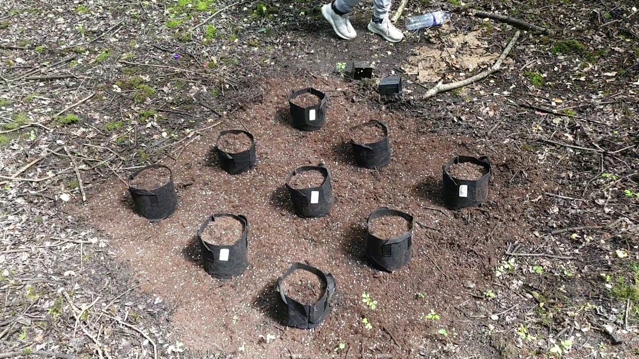 Chocolate Haze Outdoor July 2019 