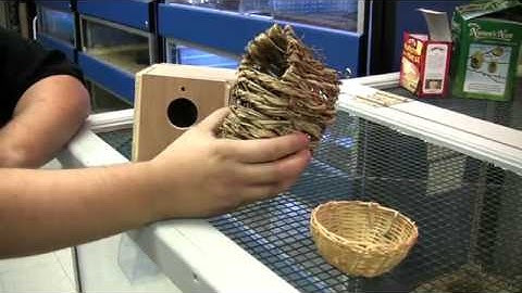 YouTube   Pet Birds   How to Build Nest Boxes for Budgies