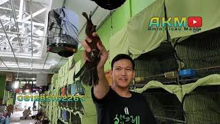 Cililin bosku 1,5jt gacor gacorrr