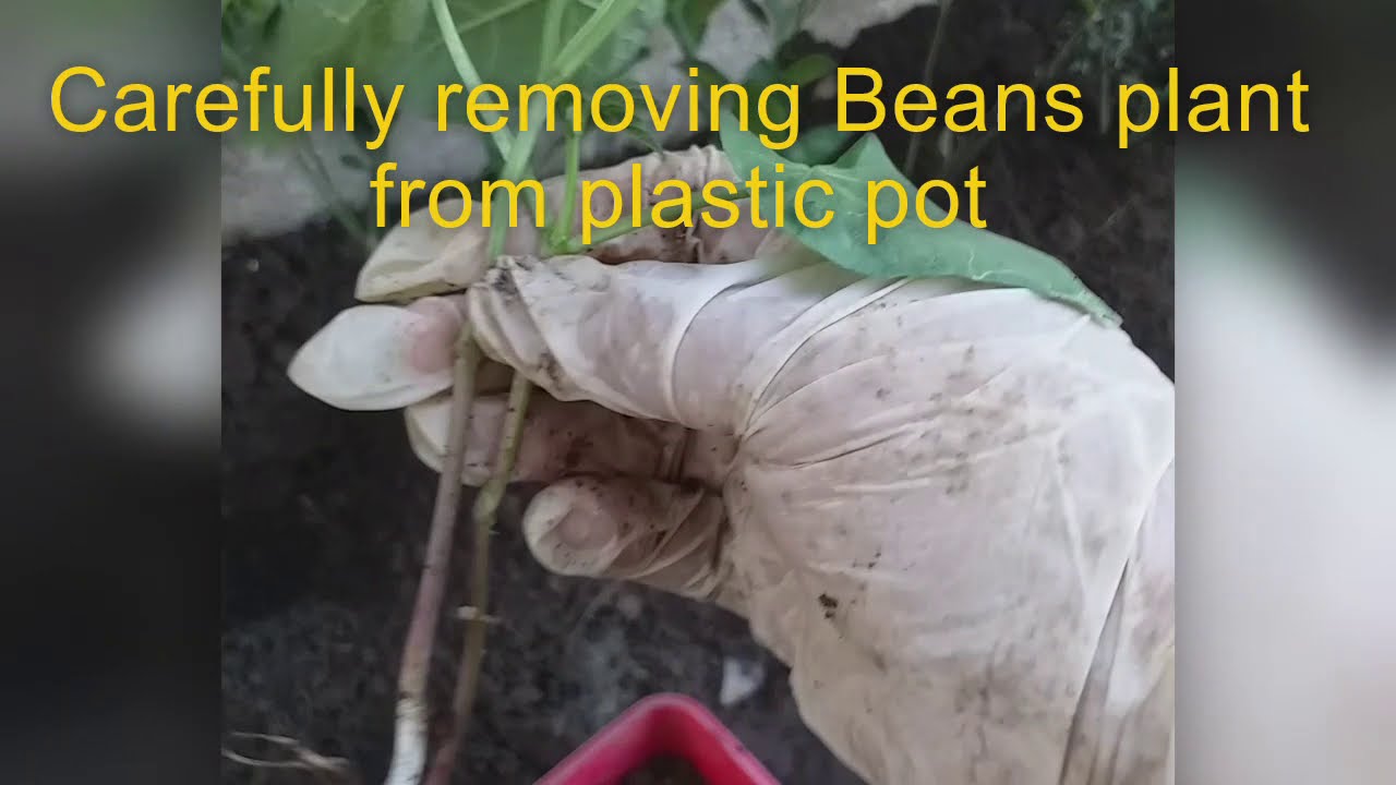 BEANS PLANTING/ TRANSPLANTING BEANS TO VEGETABLE BED YouTube