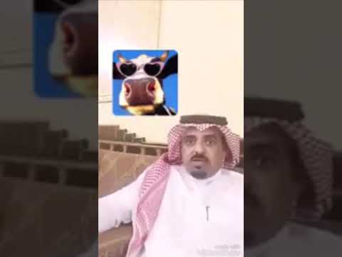 عبدالله بن مرضي يسوق للبقر وفائدته عن شيبانه الوداعين ال زايد