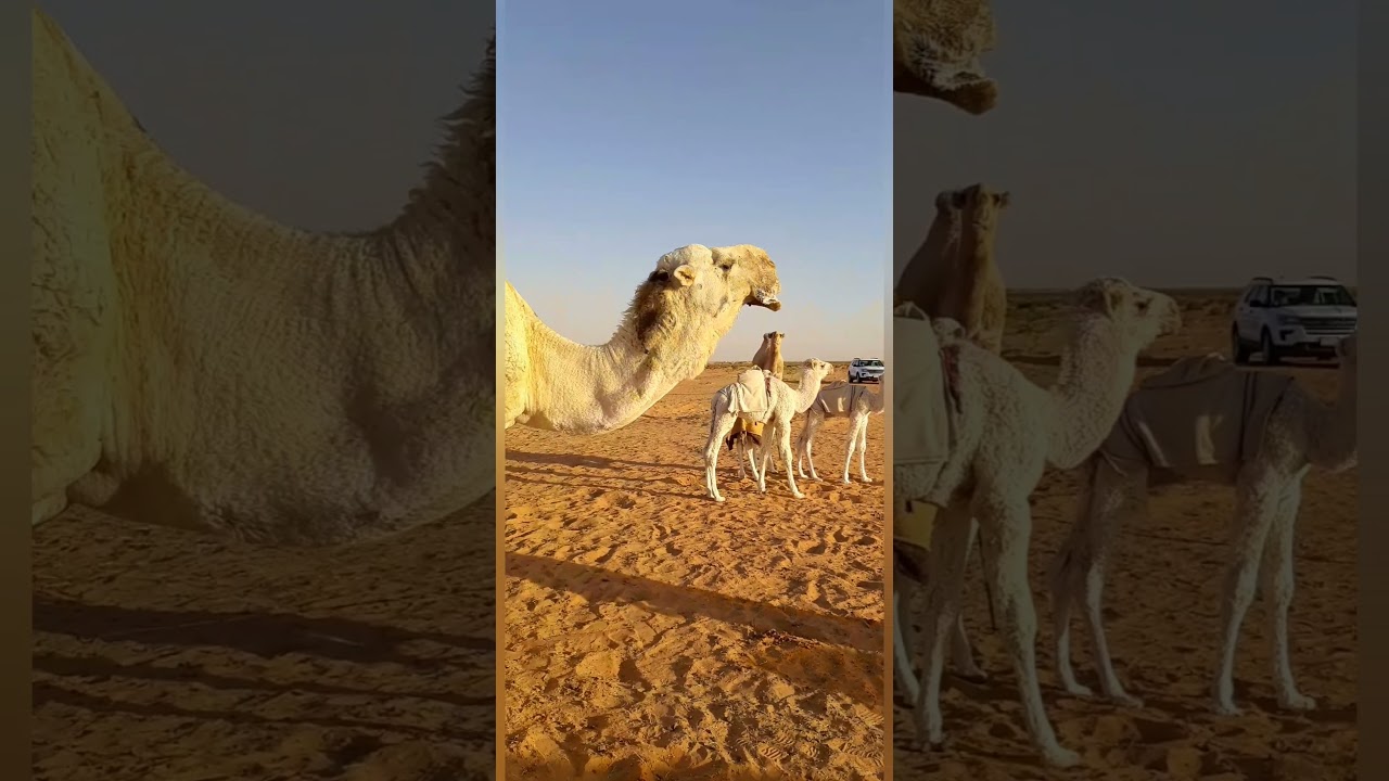 رمان ولد رمان ابو يد