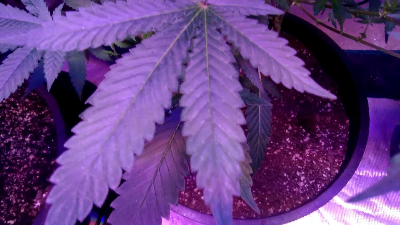 Suite Leaf Nutrients/ Tripz 88 #4  INDOOR GROW