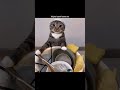 mujhe janeee do 🤣 #edit #explore #entertainment #explorepage #shorts #viral #funny #cat #new #memes