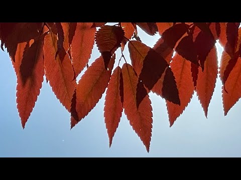 @가을 속으로 into the fall colour