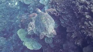 Manfaat terumbu karang untuk kehidupan manusia dan hewan laut