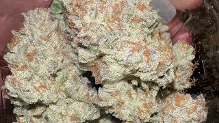 Growing a Pound 22-25% THC High Quality Flower and Total End Yield
