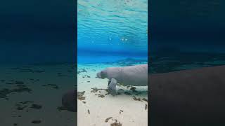 Introducing the SEA POTATO 🥔 #manatee #florida #shorts