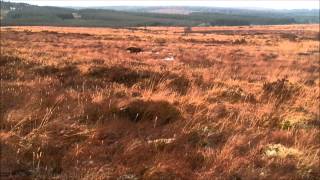 Snipe Hawking 030114