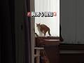 胸男を検知した猫。