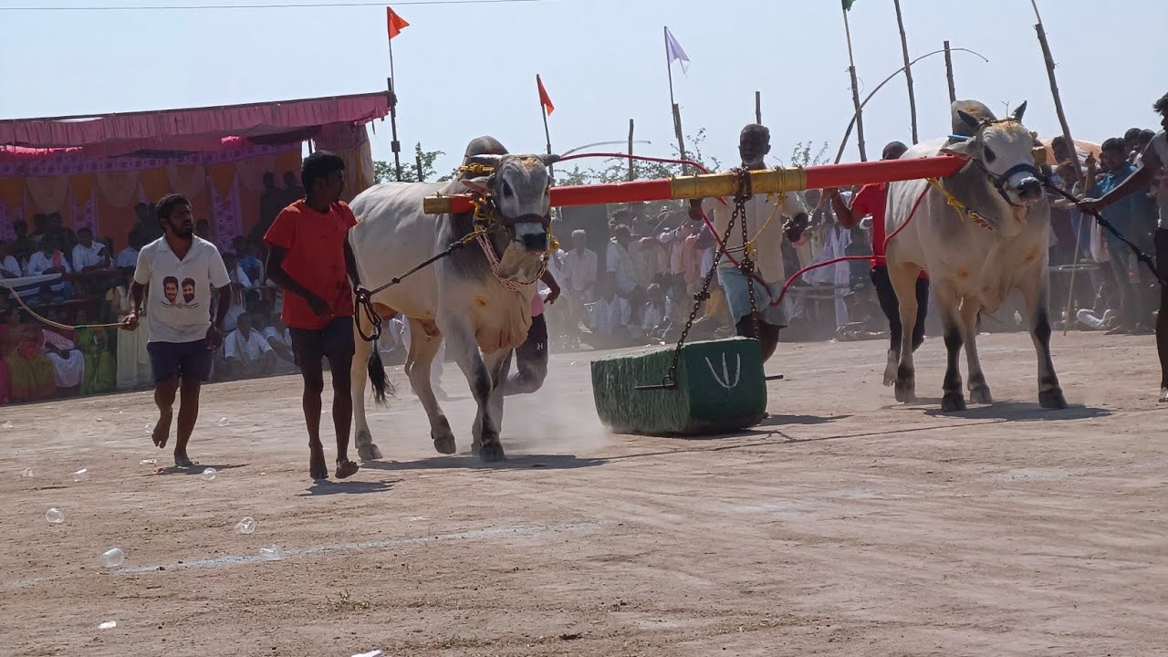 వావిలాల 6పళ్ళ విభాగం బండలాగుడు పోటీలు 5వజత ఆనుషరెడ్డి క్రాంతినగర్ నంద్యాల టౌన్&హరి గడిగరేవుల నంద్యాల