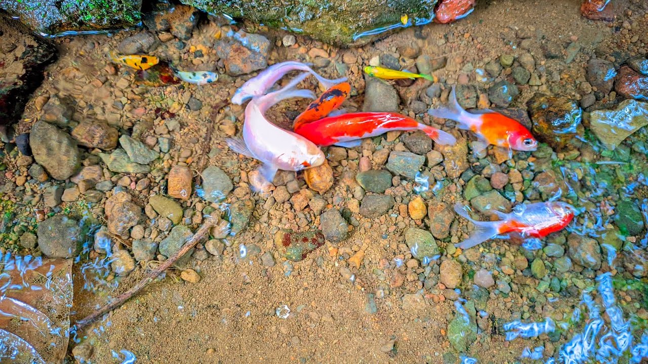menangkap ikan hias warna warni glofis ikan komet ikan mas  ikan moli balon
