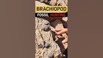 Fossil Frenzy ⛏️🤠 / Brachiopod fossil hunting 😎 / #fossilhunting #fossilhunter #fossil #geology