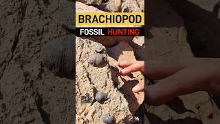 Fossil Frenzy Brachiopod Fossil Hunting