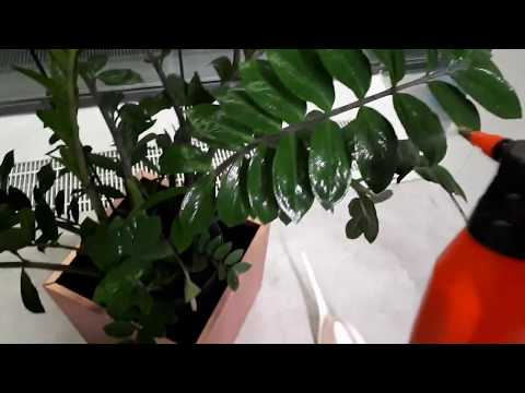 Video: Hvorfor Bliver Zamioculcas Gule