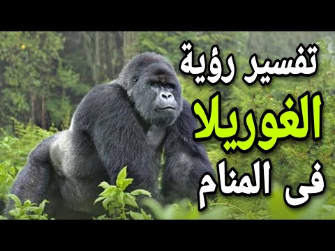 تفسير رؤية الغوريلا فى المنام للعزباء والمتزوجة والحامل والرجل والمطلقة