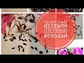 Пеларгония из семян (первые всходы❤)