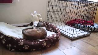 ruby the boxer with her new toy
