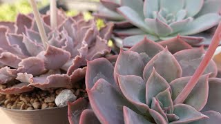 多肉植物 シャビアナ サンレモ錦 シャビアナローズ錦 多肉植物の通販 by Nan申請前に必ずコメント必要