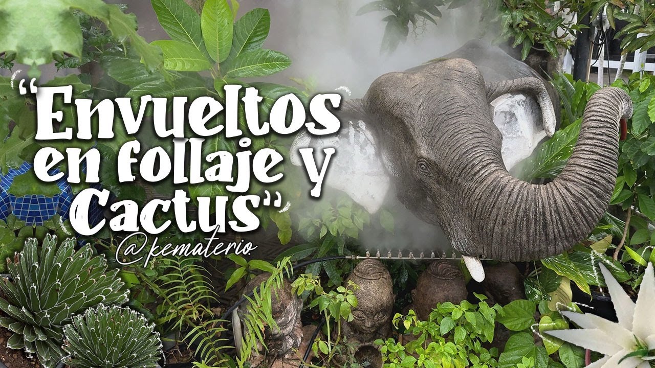 Entre Cactus y Plantas de Follaje  - Un Recorrido Inolvidable por un Mercado de Plantas