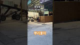 텃밭에 심기 좋은 작물 고사리재배 / 전국 최대 규모 고사리종근, 모종 뷴양 사업소 / 본격적으로 분양 시작 / 3-4월 5월 초까지 분양 합니다.