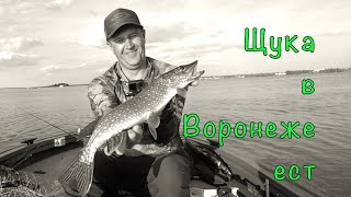 видео: О ЧЕМ ГОВОРЯТ БЛОГЕРЫ. Рыбалка с хорошим человеком. картинка: О ЧЕМ ГОВОРЯТ БЛОГЕРЫ. Рыбалка с хорошим человеком.