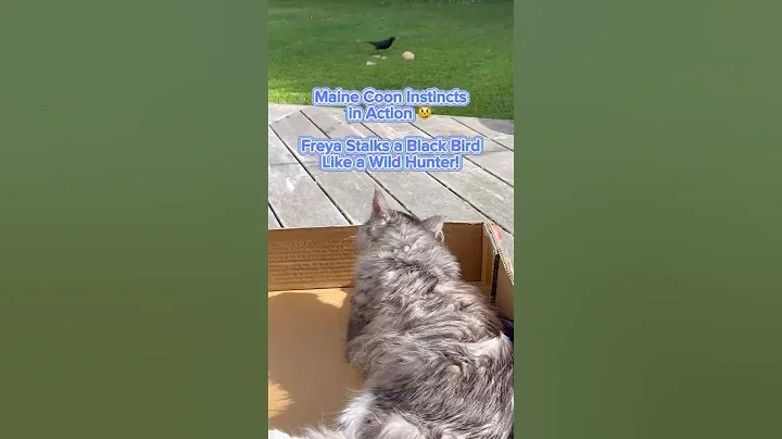 Video 11303241: maine coon girl, maine coon playing, mainecoon, cat