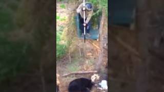 Wild Bear Hunting in the Jungle 🌲🐻#chasse #hunting #archery #challenge #bowhunting