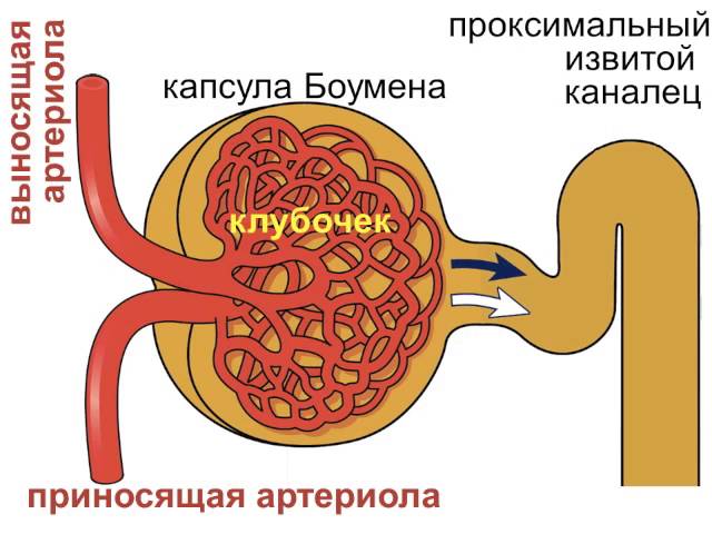 Почечный клубочек и капсула Боумена (почки 2)