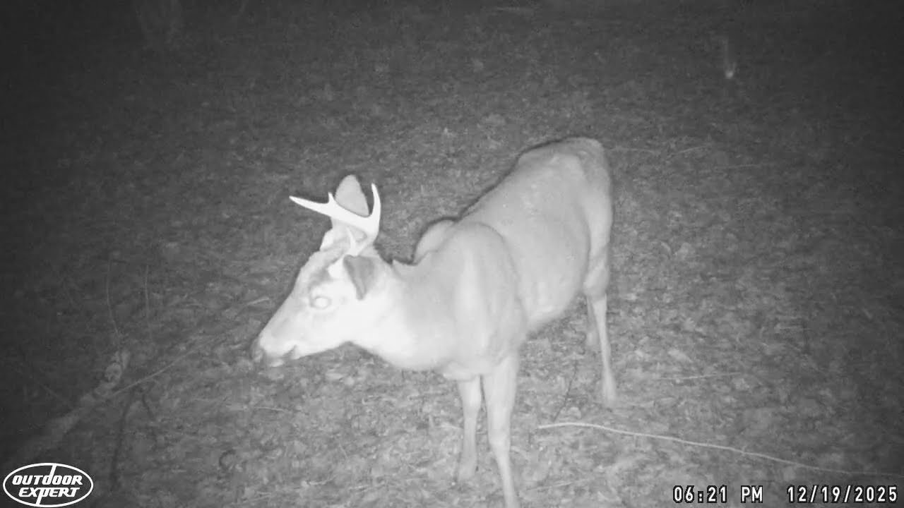 Trail Camera 2025 Collection #44 - Deer & Raccoons,Etc. 