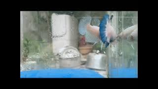 Story' wa ikan cupang keren || ikan cupang keren