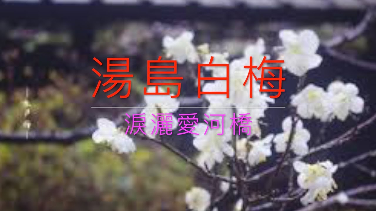 湯島白梅 （淚灑愛河橋） 二胡、北蕭演奏（ 紫檀木二胡、紫竹簫 ）陳亮君