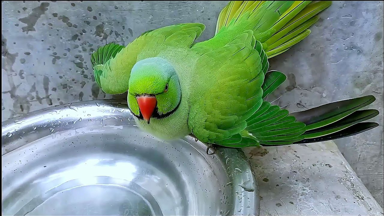 Ringneck Parrot Taking a Bath YouTube