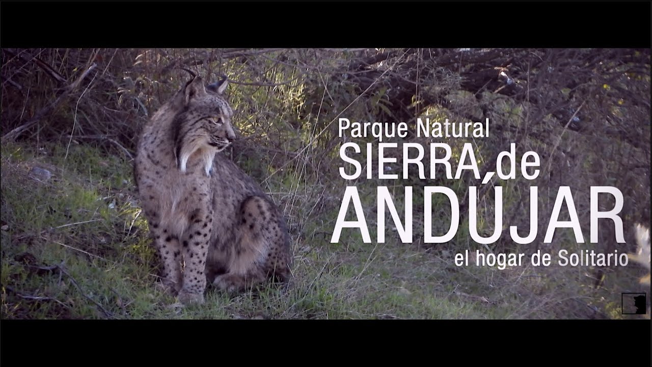 PARQUE NATURAL SIERRA DE ANDÚJAR | El Hogar De Solitario