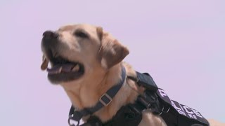 ATF K-9 'Buzz' serves Fort Worth and beyond