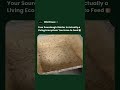 What Is Actually Happening Inside a Sourdough Starter #shorts #sourdough #food