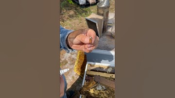 Marking A Queen bee (makes it easier to find her) #honeybee #beekeeper #queenbee